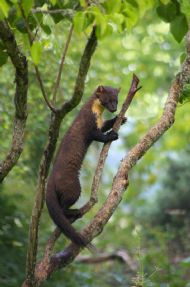 Pine Marten